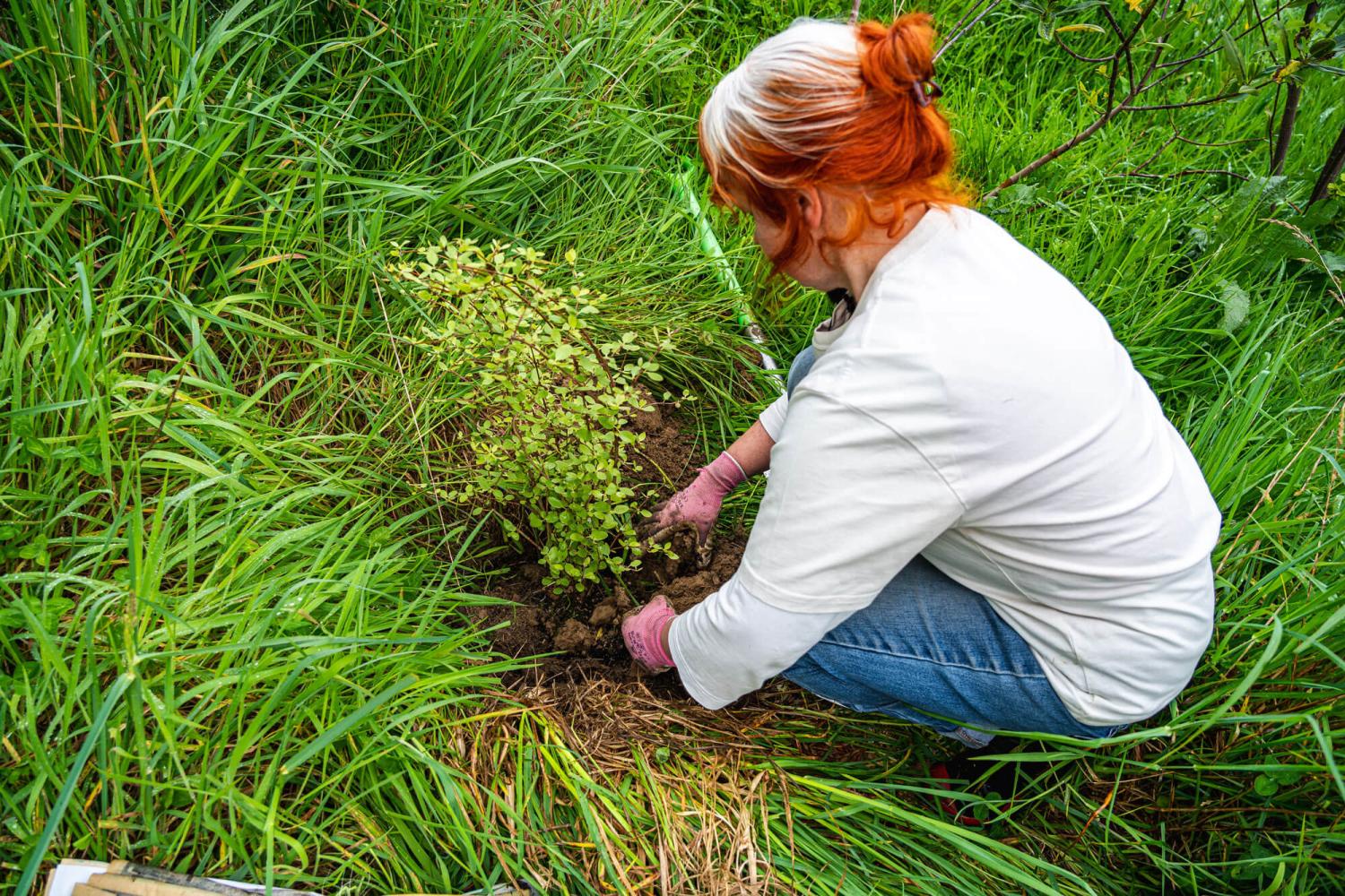 earthlore planting v2