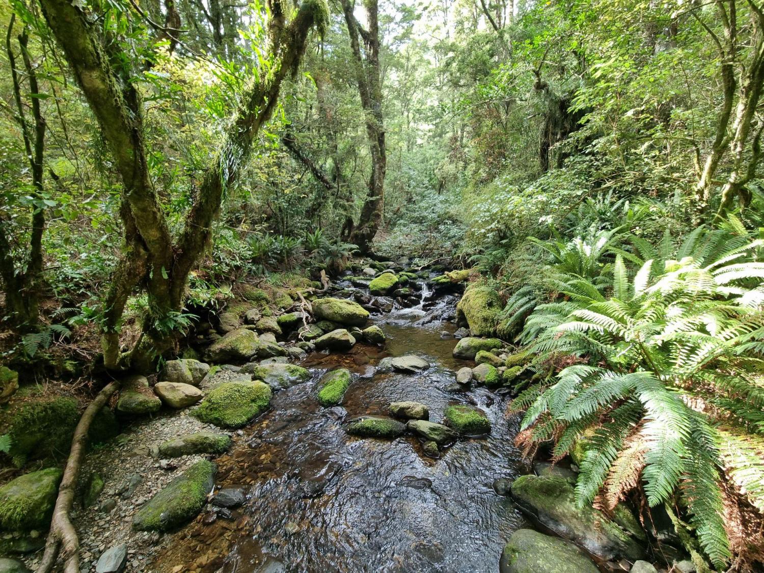 169302 black gully tapanui 3 web size 1920px