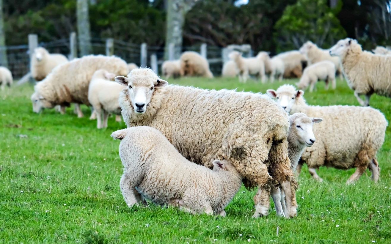 767969 sheep