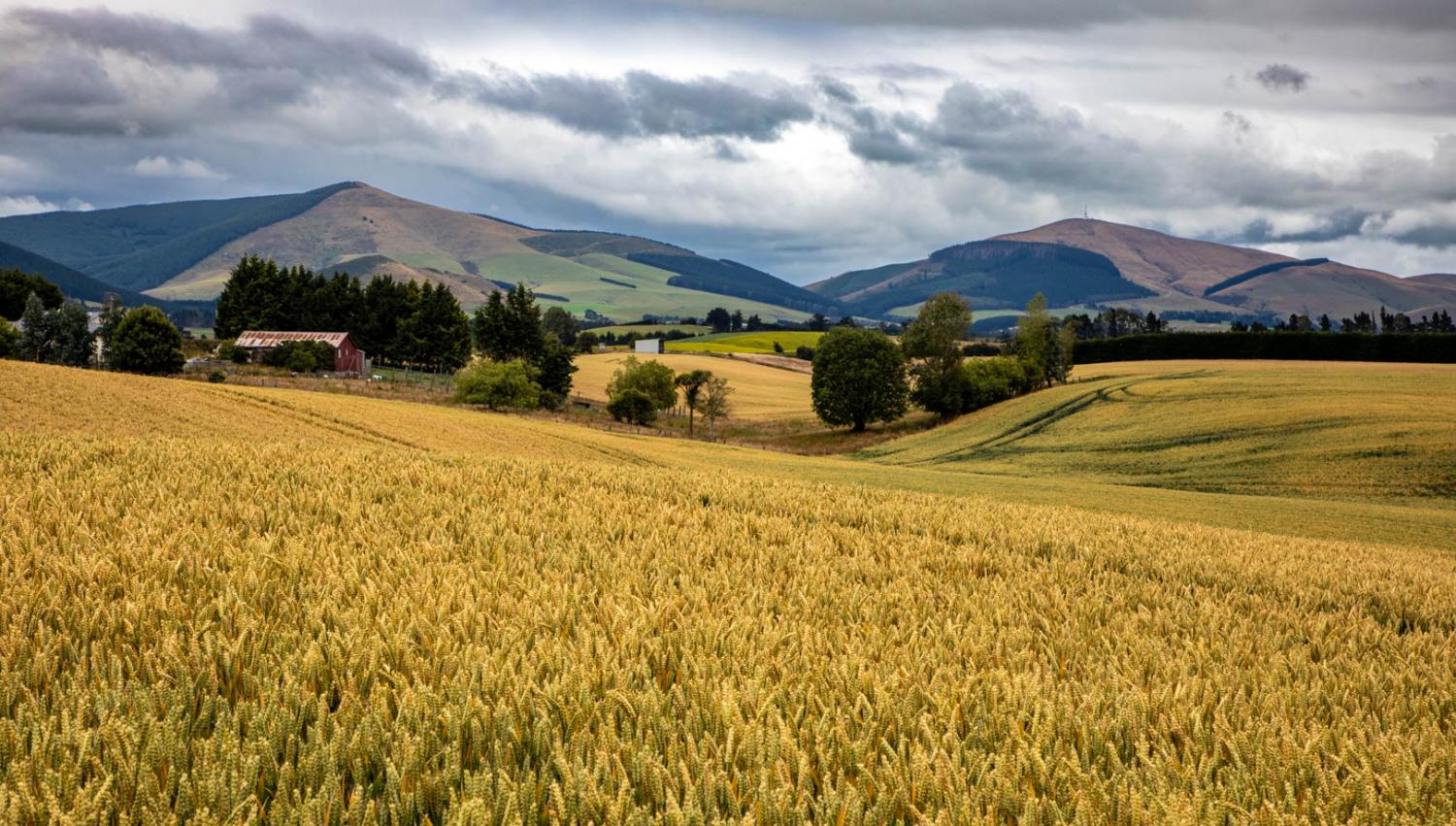 865698 fields of grain clinton