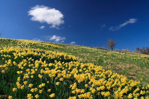 169329 weatherstons daffodils lawrence credit richard schofield web size 1920px