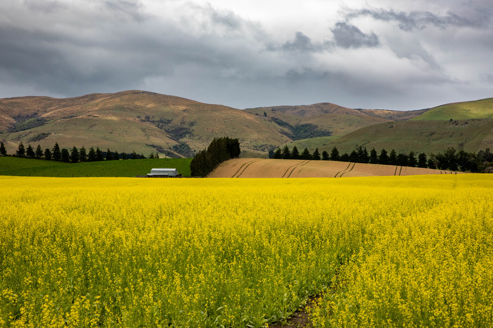 865702 canola field clinton
